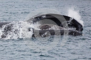 A humpback whale fishing for mackerel