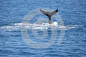 Humpback Whale flapping his tail Hervey Bay 2