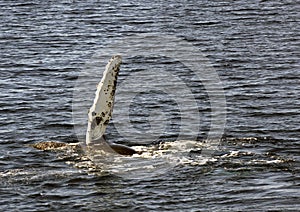 Humpback whale flipper photo