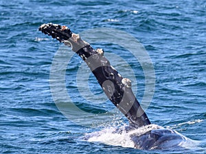 humpback whale flipper photo