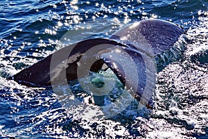 Humpback Whale Fluke photo