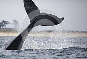 Humpback Whale Fluke