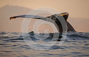 Humpback Whale Fluke