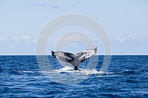 Humpback Whale Fluke in the Caribbean Sea