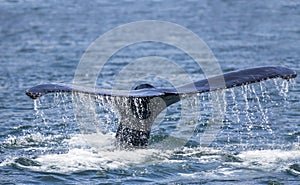 Humpback whale fluke close up