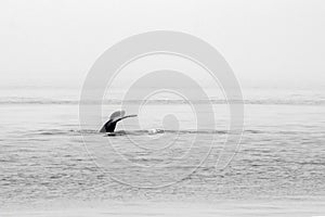 Humpback Whale Fluke - Fog