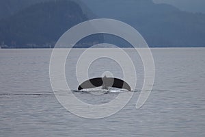 Humpback whale fluke in the sea in Alaska