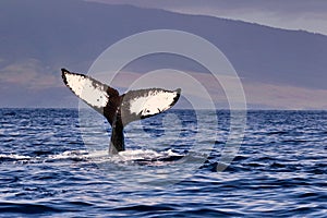 Humpback Whale fluke seen on Maui during a whale watch