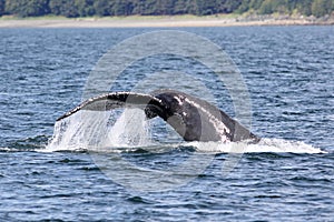 Humpback Whale Fluke