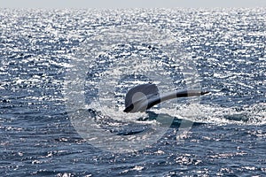 Humpback Whale Fluke at Surface of Atlantic Ocean,