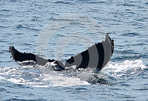 Humpback Whale Flukes