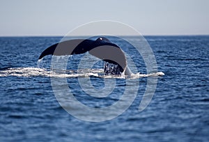 Humpback whale flukes