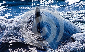 Humpback whale in front of the australian coast