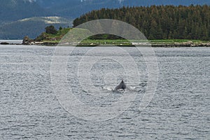 Humpback whale in front of trees