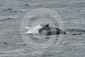 Humpback whale getting ready to dive