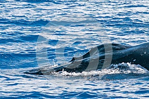 Humpback whale head coming up