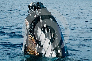 Humpback whale head img