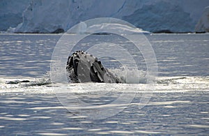 Humpback whale head