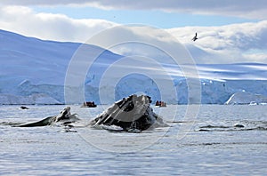 Humpback whale head