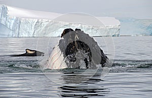 Humpback whale head