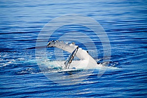 Humpback Whale in Hervey bay, Australi