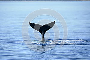 Humpback Whale in Hervey bay Australi