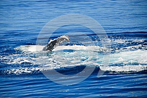 Humpback Whale in Hervey bay, Australia photo