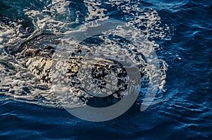 Humpback Whale, Hervey Bay, Australia