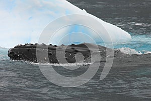 Humpback whale and iceberg