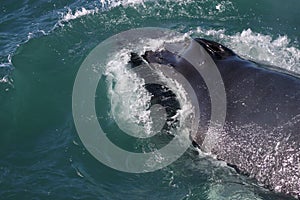 Humpback whale, Iceland, Atlantic Ocean