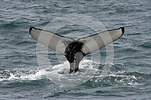 Humpback whale, Iceland, Atlantic Ocean