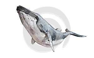 Humpback whale on an isolated white background.