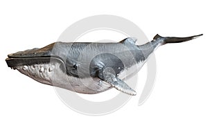 Humpback whale on an isolated white background.