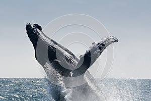 Humpback Whale jumping, Ecuador