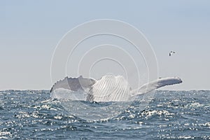 Humpback Whale jumping, Ecuador