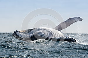 Humpback Whale jumping, Ecuador