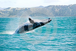 Humpback Whale Jumping Out Of The Water photo