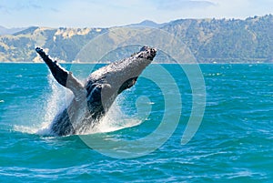 Humpback Whale Jumping img