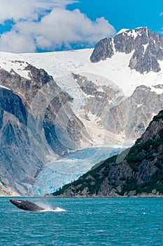 Humpback Whale Jumping Out of Water in Front of Glacier in Alaska photo