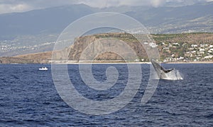 humpback whale jumping in Reunion island photo