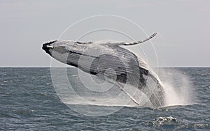 Humpback whale jumping at Tasman Sea