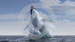 Humpback whale jumps out of the water