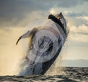 Humpback whale jumps out of the water. Beautiful jump. A rare photograph. Madagascar. St. Mary`s Island.