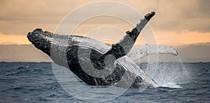 Humpback whale jumps out of the water. Beautiful jump. A rare photograph. Madagascar. St. Mary`s Island.