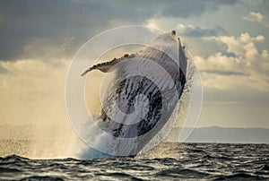 Humpback whale jumps out of the water. Beautiful jump. A rare photograph. Madagascar. St. Mary`s Island.