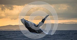 Humpback whale jumps out of the water. Beautiful jump. A rare photograph. Madagascar. St. Mary`s Island.