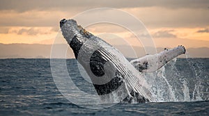 Humpback whale jumps out of the water. Beautiful jump. A rare photograph. Madagascar. St. Mary`s Island.