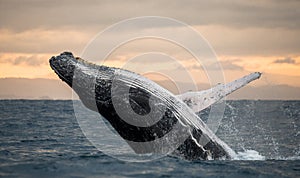 Humpback whale jumps out of the water. Beautiful jump. A rare photograph. Madagascar. St. Mary`s Island.