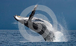 Humpback whale jumps out of the water. Madagascar. St. Mary`s Island. photo