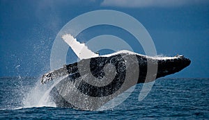 Hrb veľryba skoky von z voda.. ostrov 